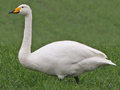 Whooper Swan